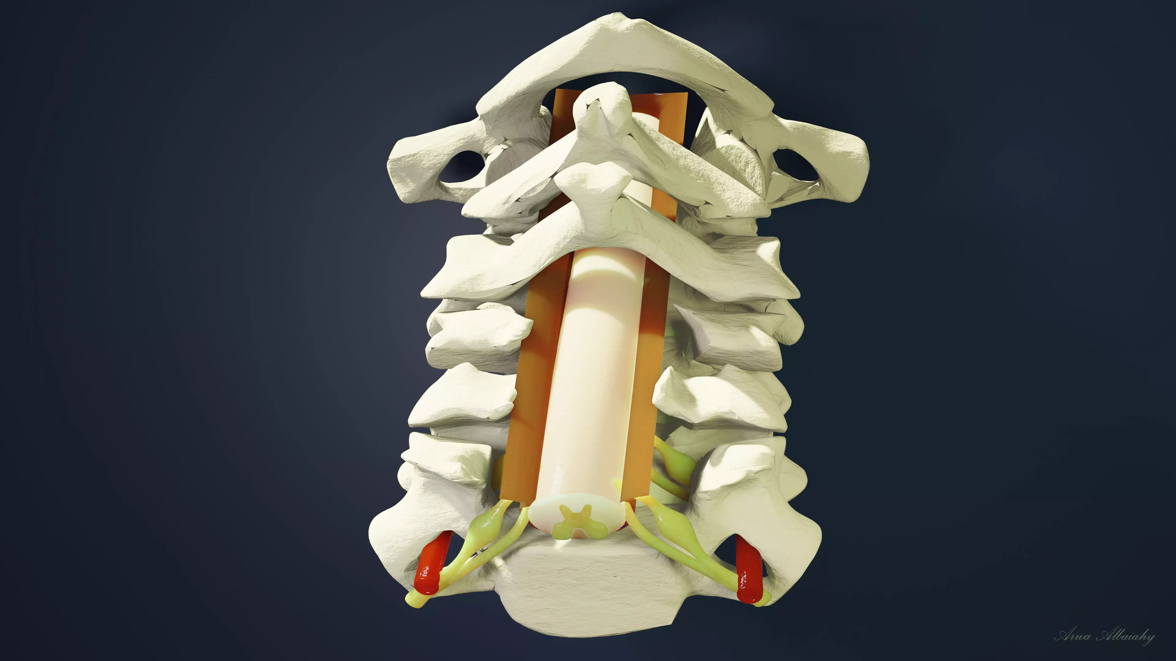 spinal cord C1-C6 3D model