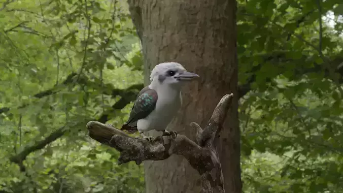 Kookaburra bird perched on tree branch Low-poly 3D model