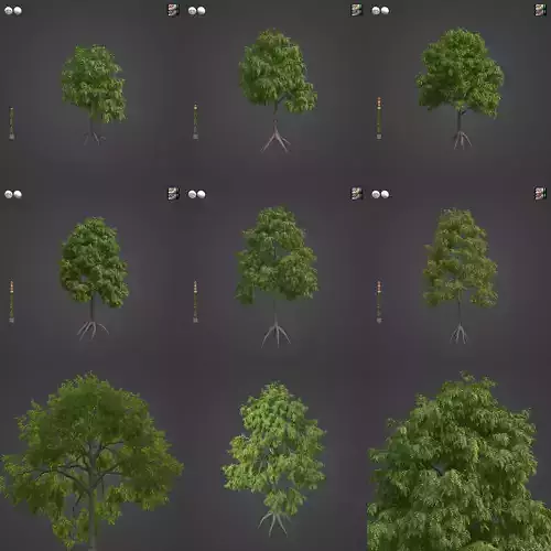 2021 PBR Jujube Collection - Ziziphus Jujuba 