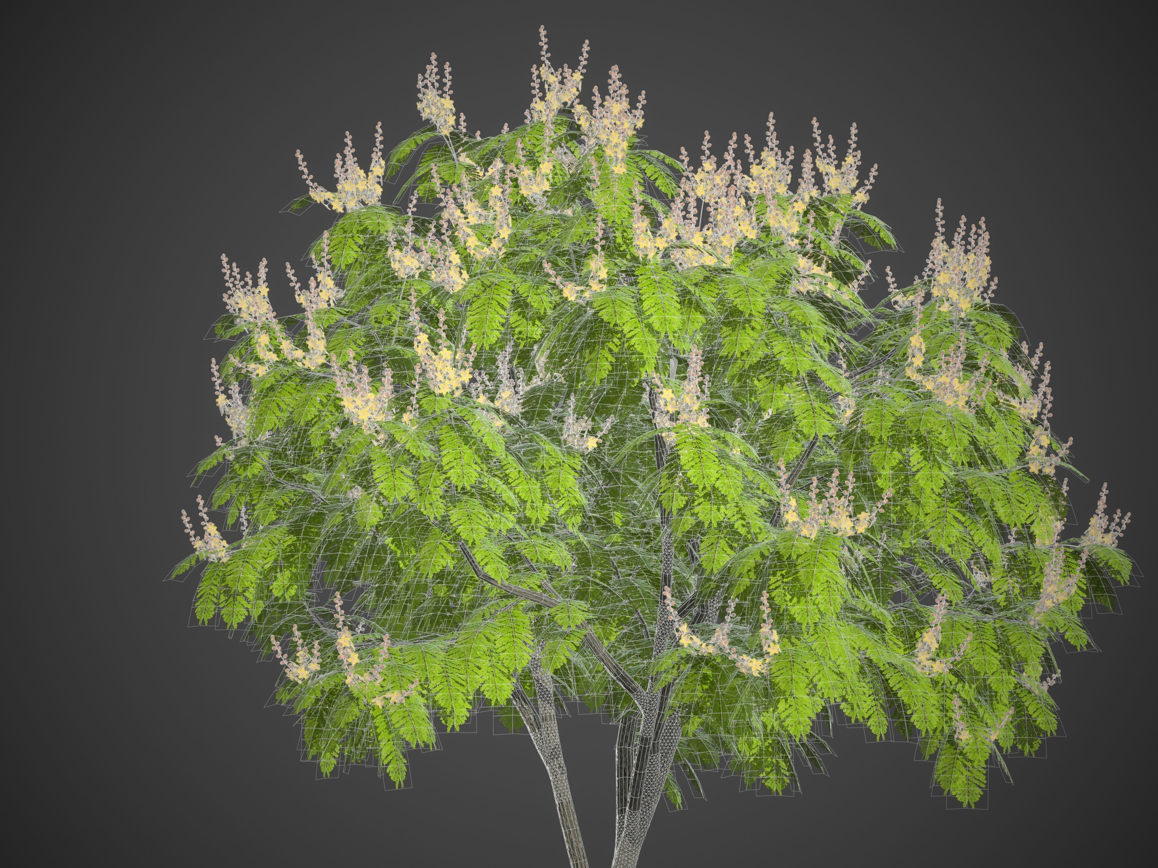 2021 PBR Yellow Poinciana Collection - Peltophorum Pterocarpum  3D model_6