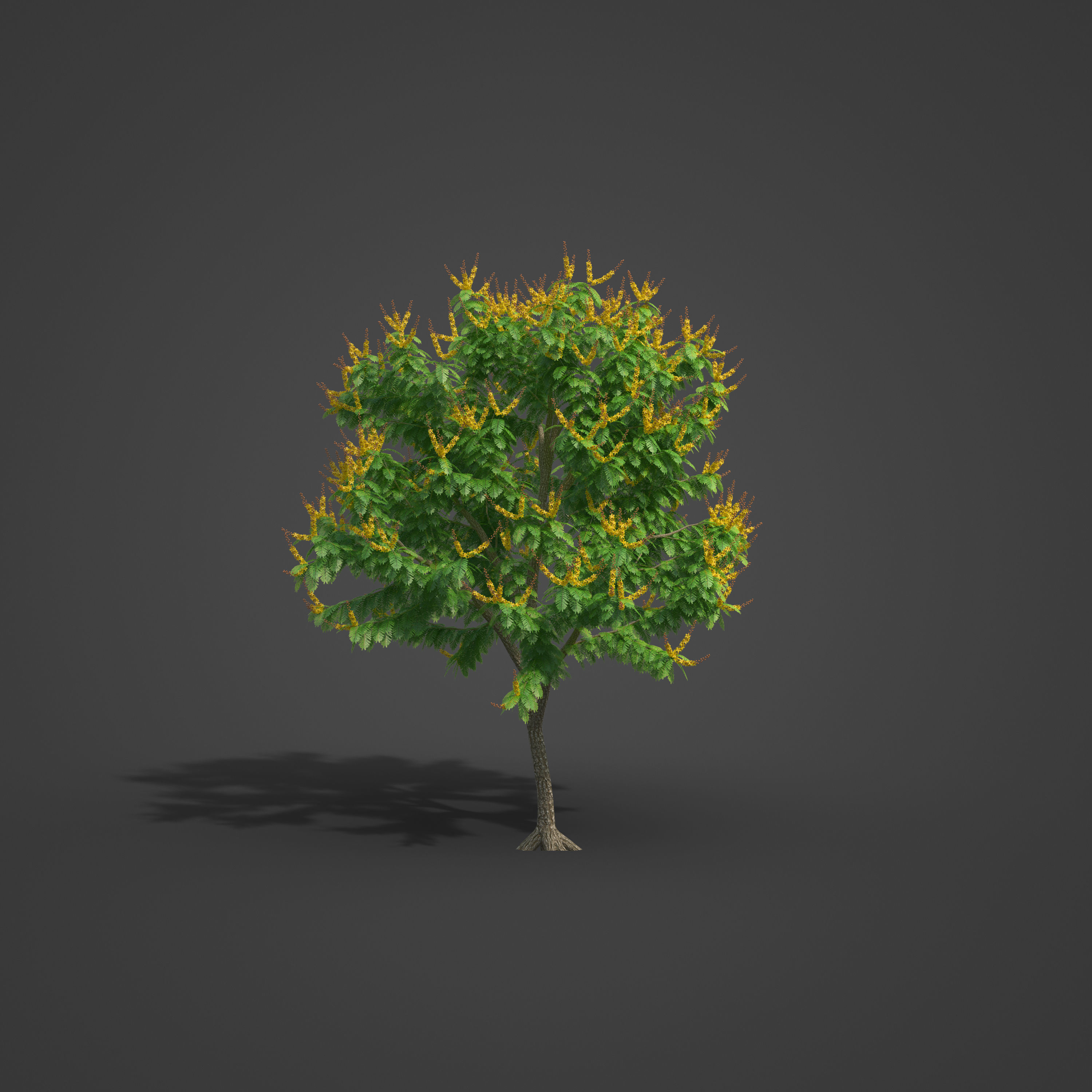 2021 PBR Yellow Poinciana Collection - Peltophorum Pterocarpum  3D model_3