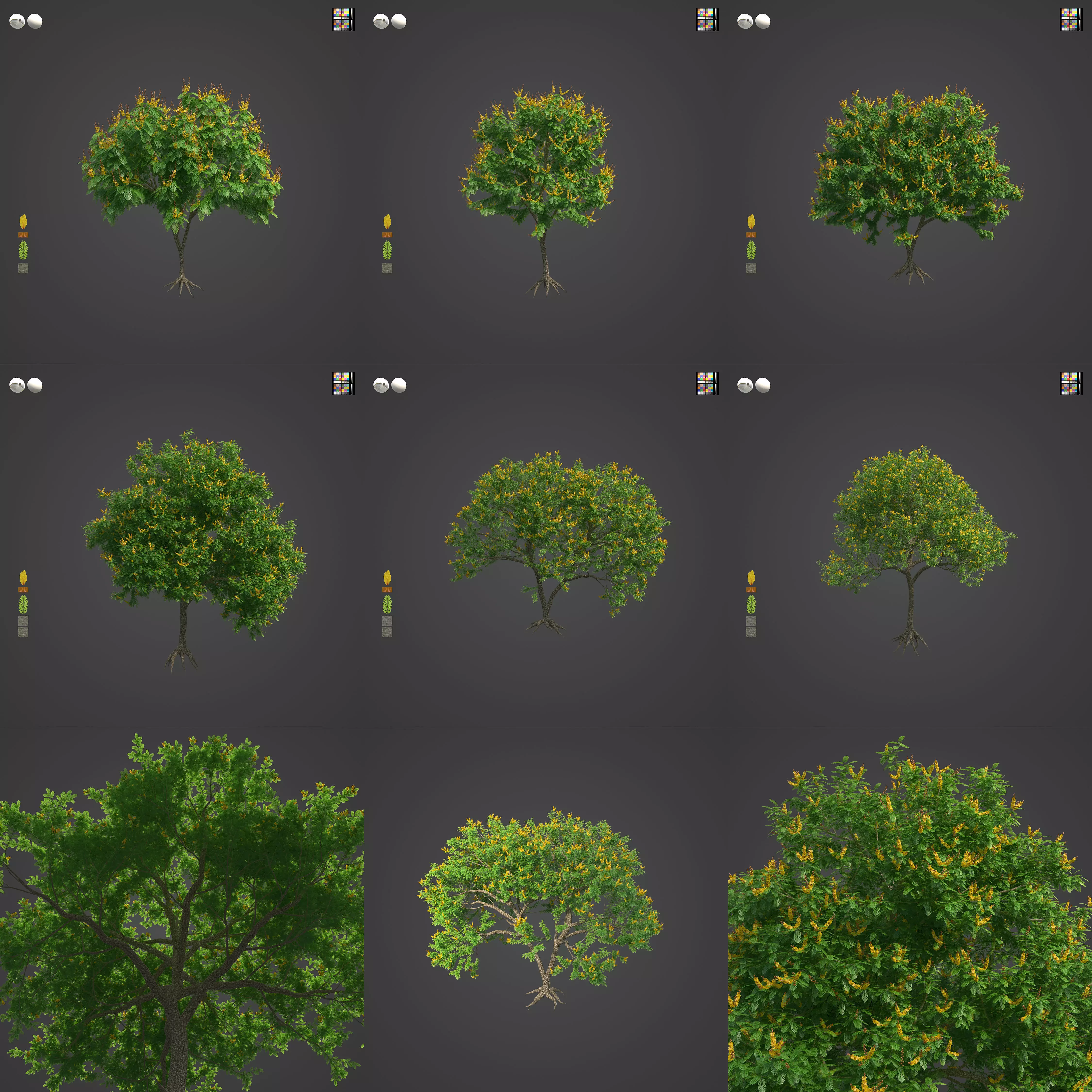 2021 PBR Yellow Poinciana Collection - Peltophorum Pterocarpum  3D model_0