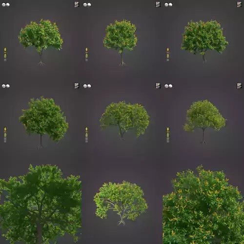 2021 PBR Yellow Poinciana Collection - Peltophorum Pterocarpum 