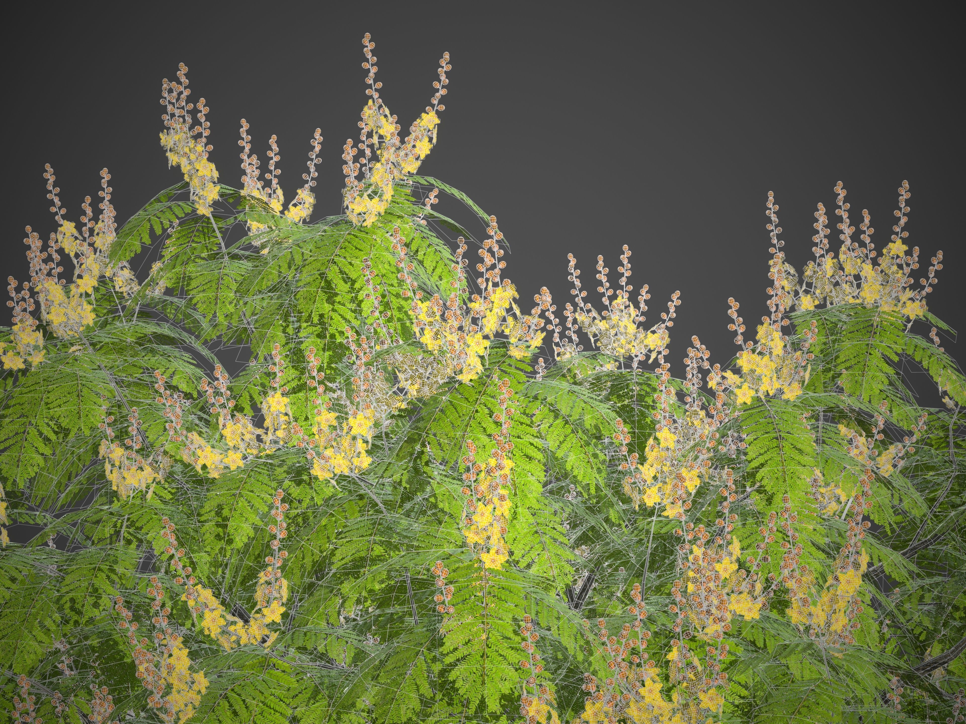 2021 PBR Yellow Poinciana Collection - Peltophorum Pterocarpum  3D model_5