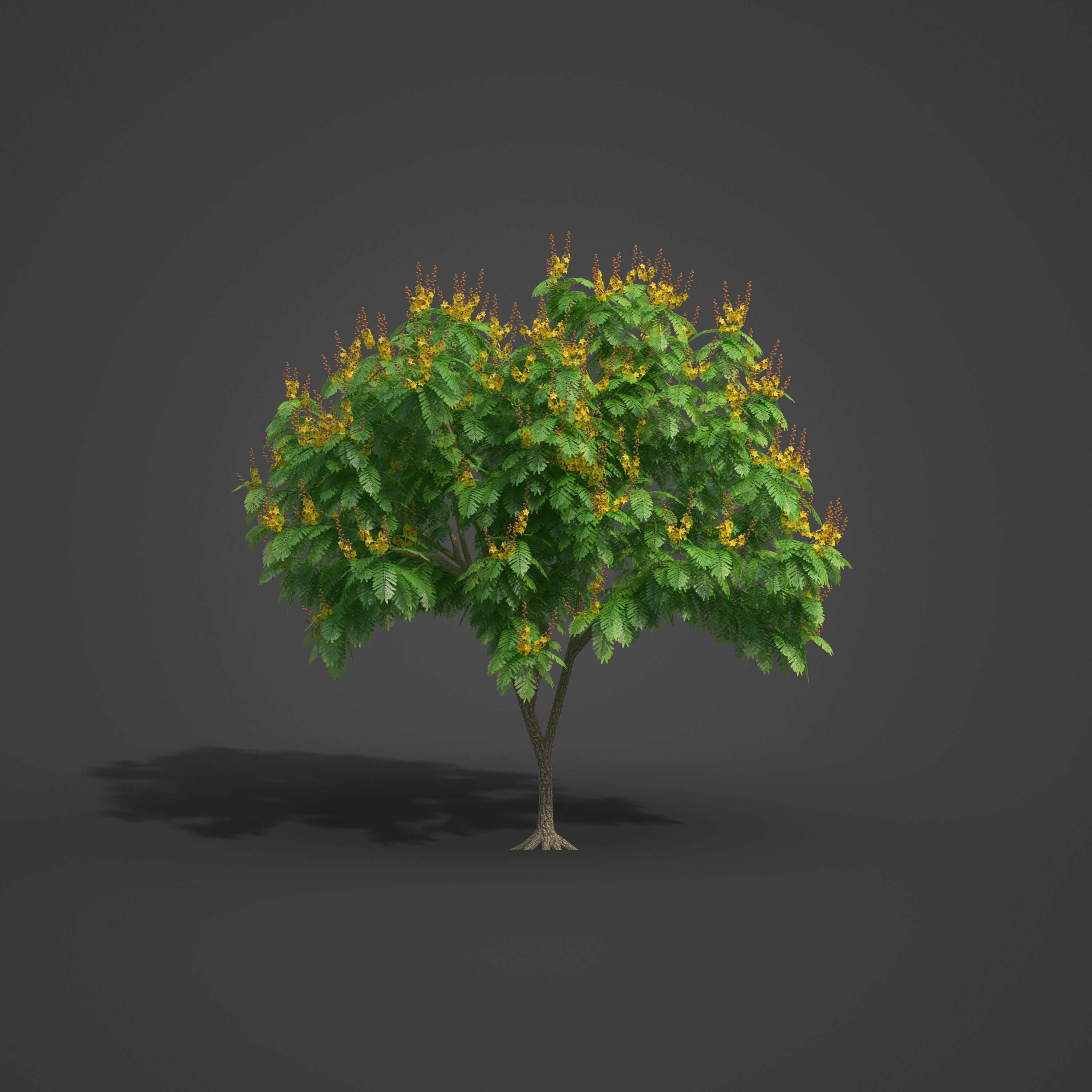 2021 PBR Yellow Poinciana Collection - Peltophorum Pterocarpum  3D model_2