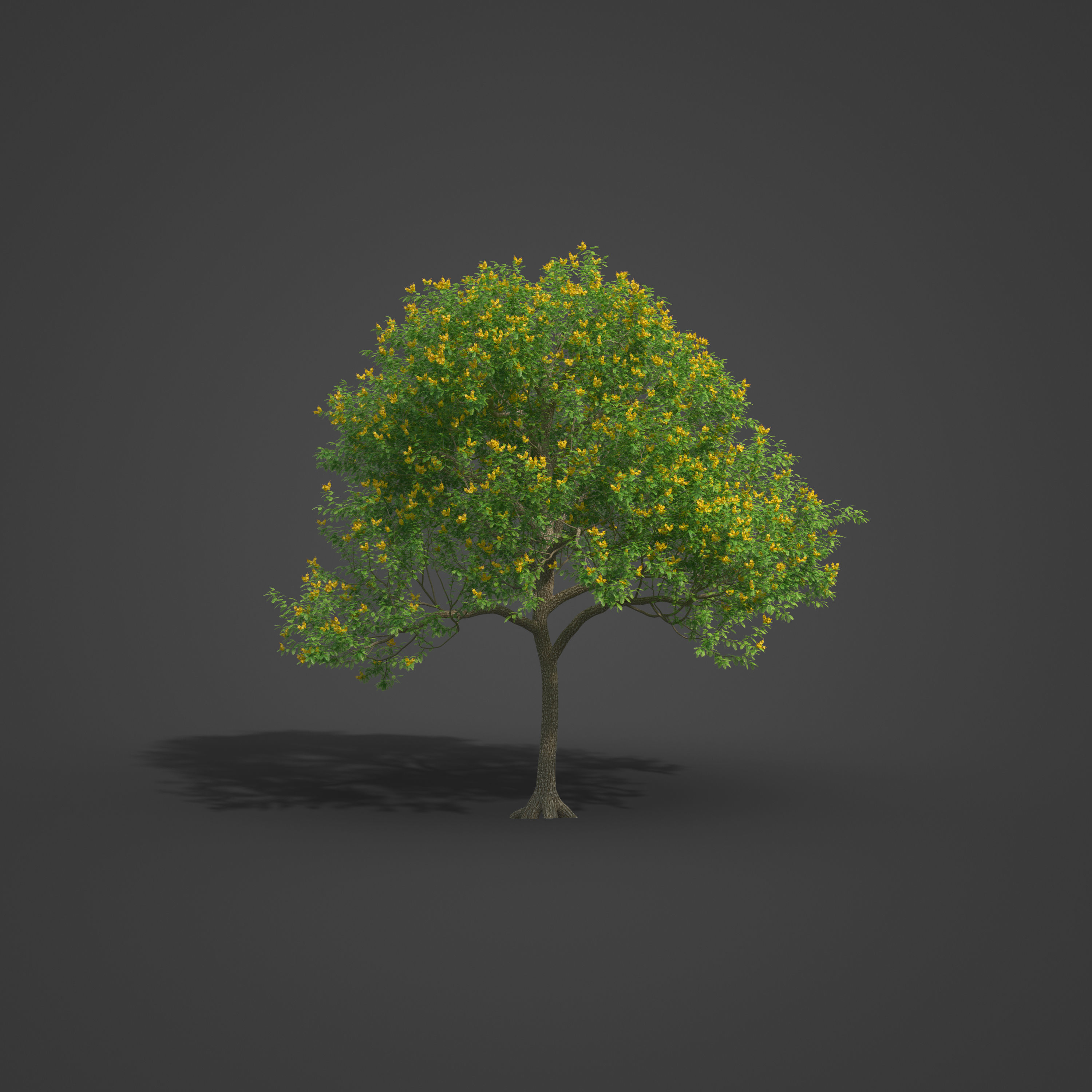 2021 PBR Yellow Poinciana Collection - Peltophorum Pterocarpum  3D model_4