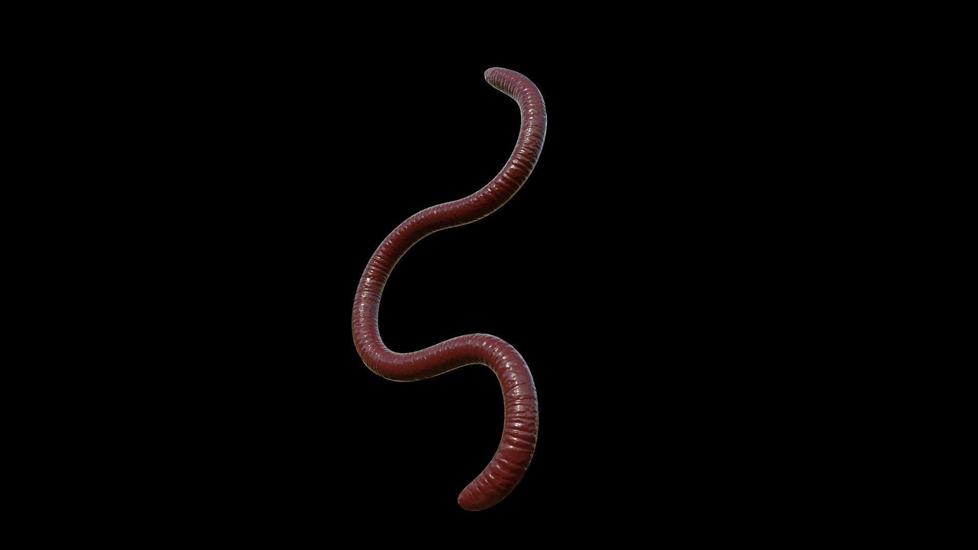 EARTHWORM worm Low-poly 3D model_5