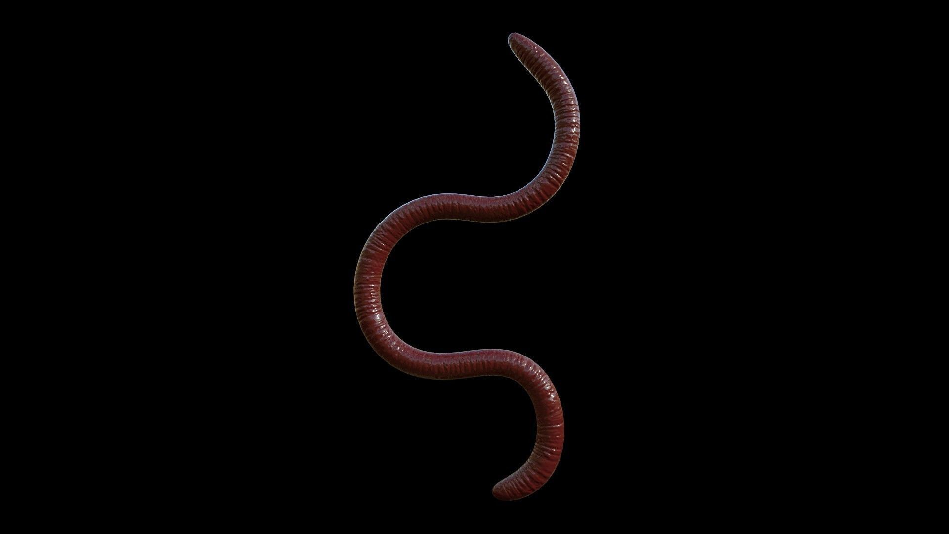 EARTHWORM worm Low-poly 3D model_4