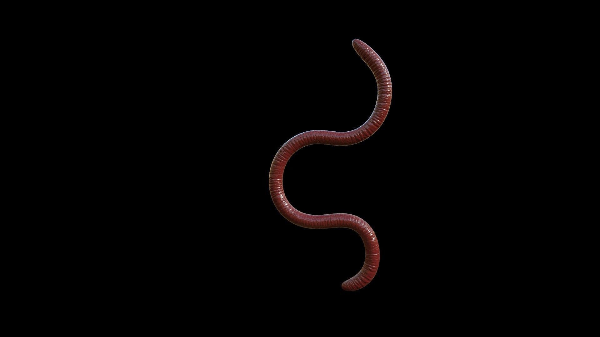 EARTHWORM worm Low-poly 3D model_2