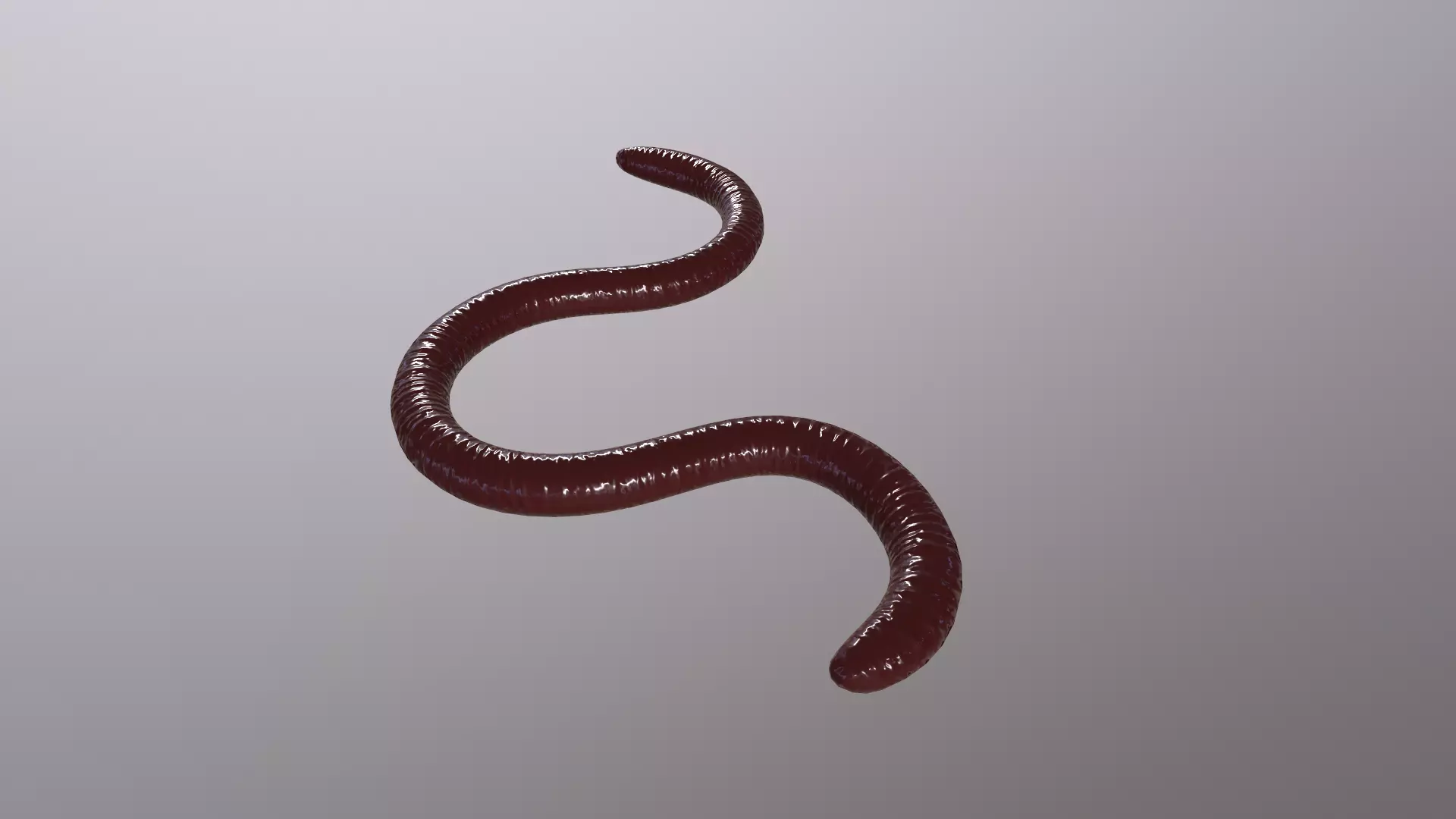 EARTHWORM worm Low-poly 3D model_0