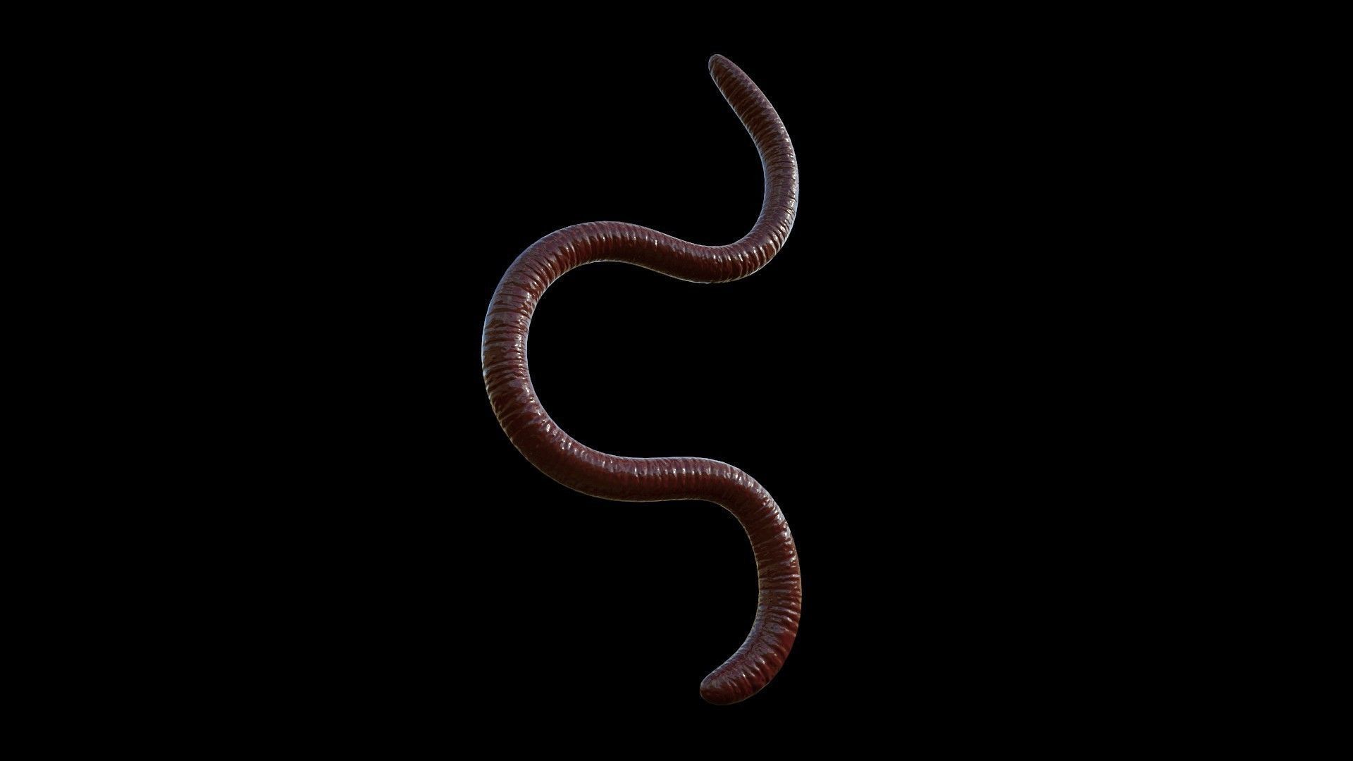 EARTHWORM worm Low-poly 3D model_3