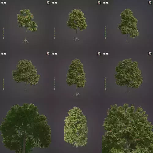 2021 PBR Ta-khian Collection - Hopea Odorata 