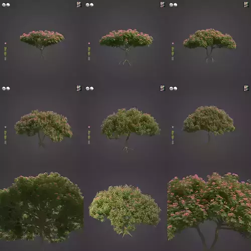 2021 PBR Monkey Pod Tree Collection - Samanea Saman  3D model