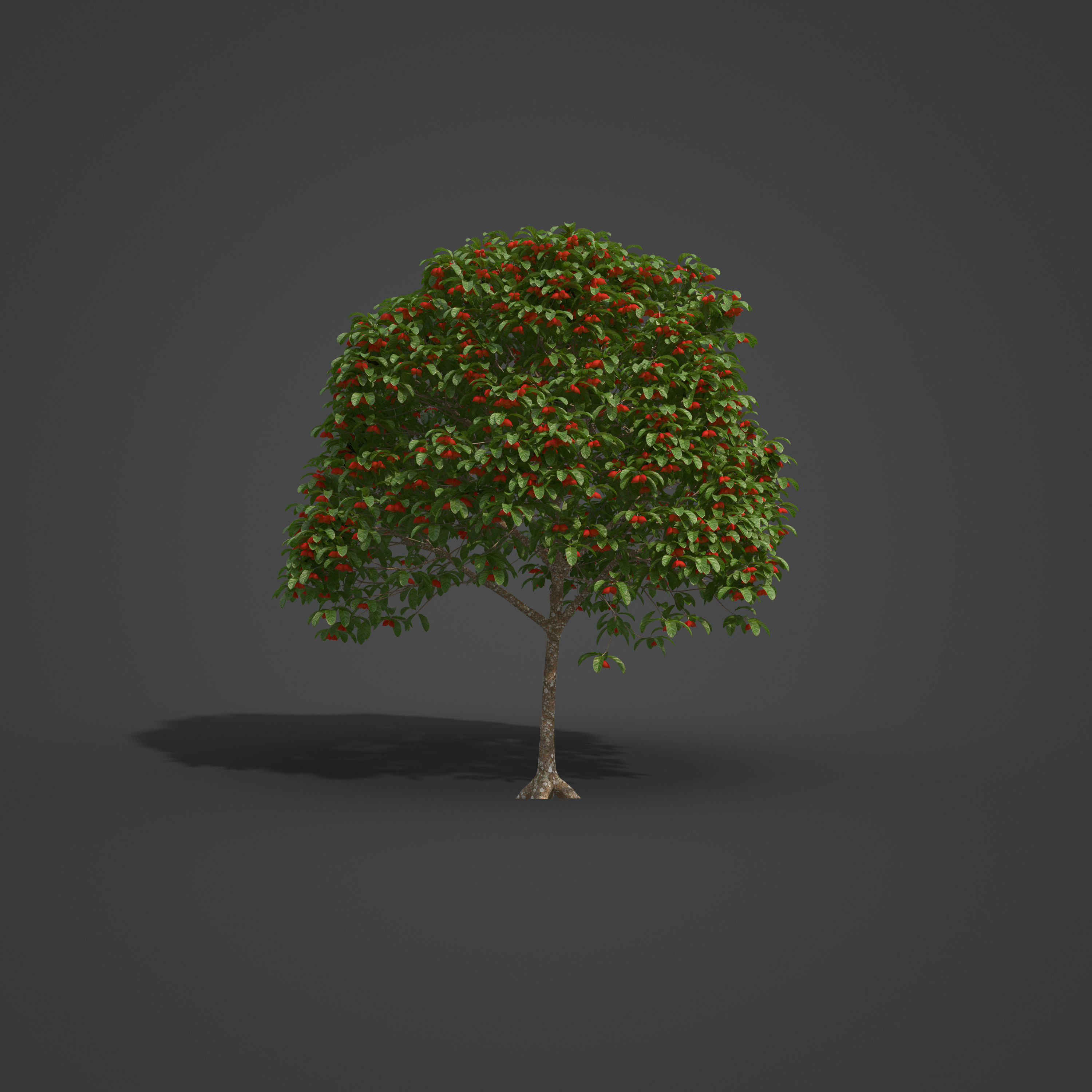 2021 PBR Sterculia Parviflora Collection 3D model_2