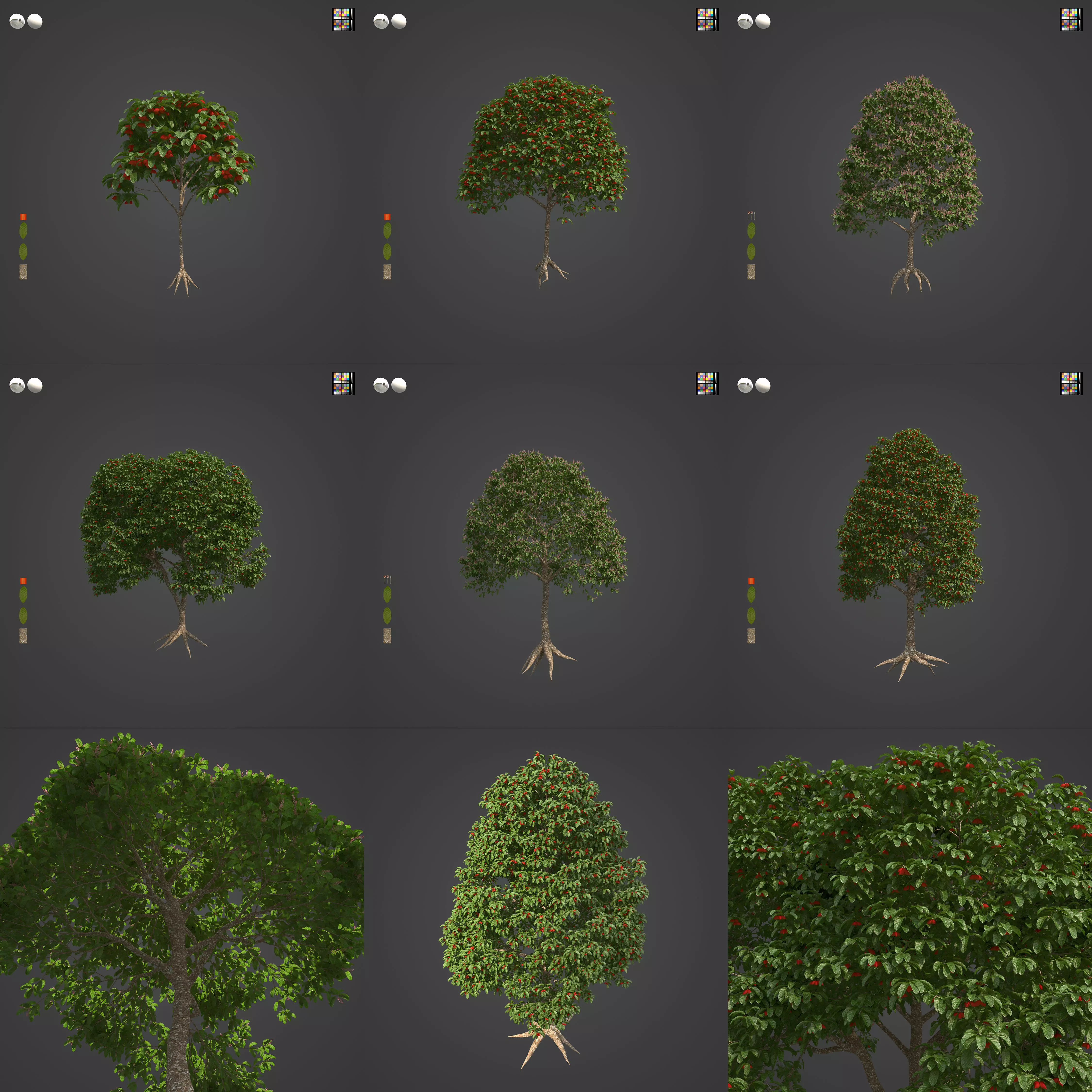 2021 PBR Sterculia Parviflora Collection 3D model_0