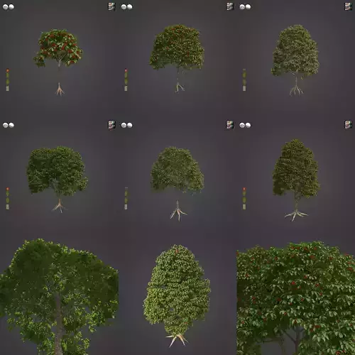 2021 PBR Sterculia Parviflora Collection 