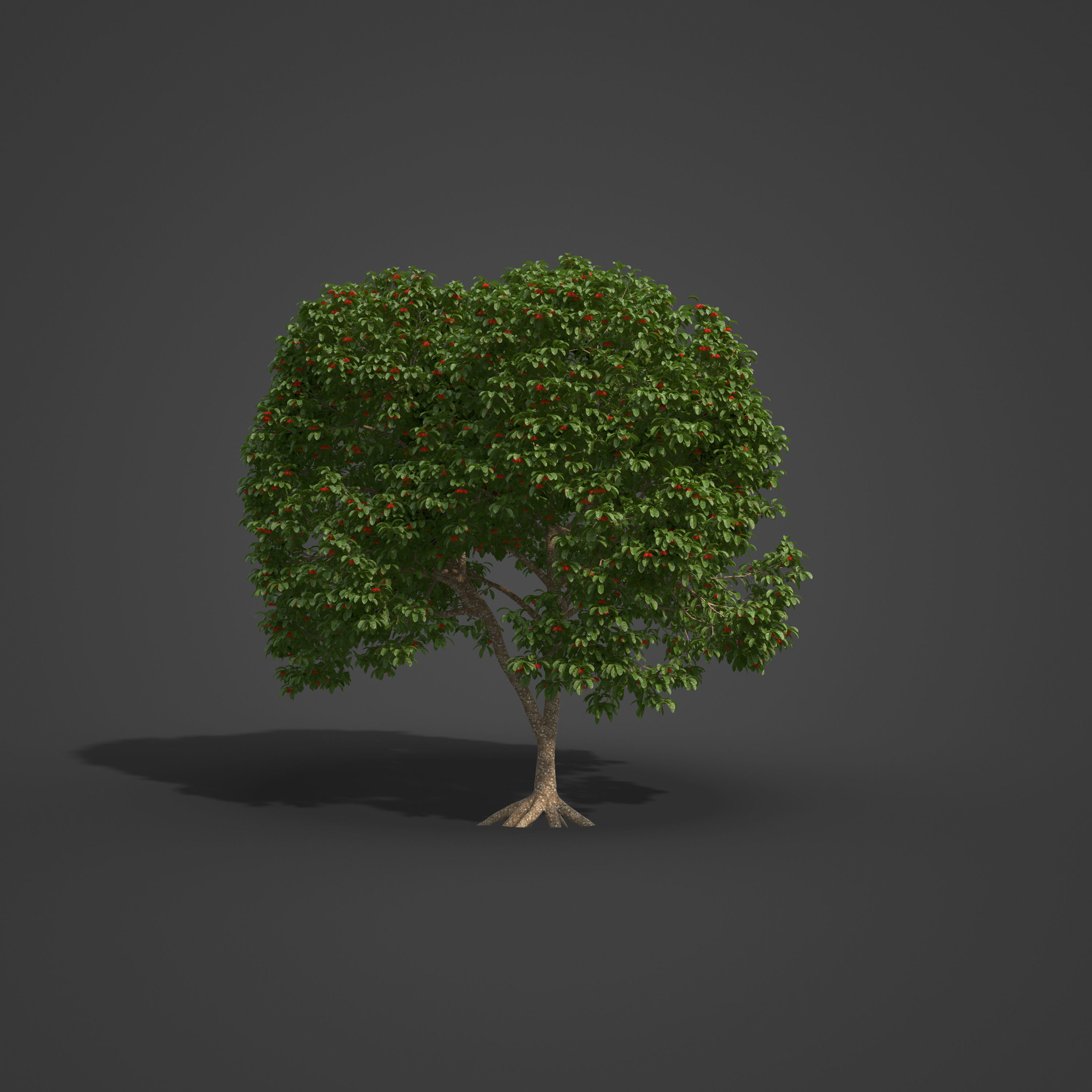 2021 PBR Sterculia Parviflora Collection 3D model_4