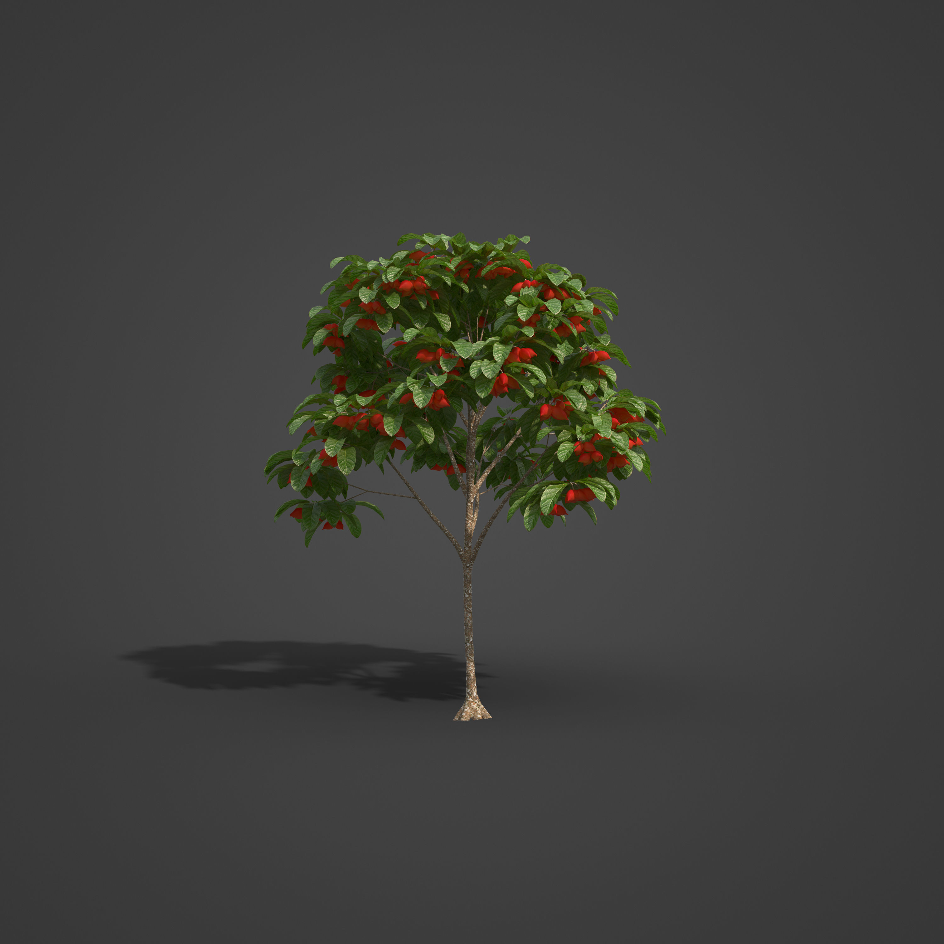 2021 PBR Sterculia Parviflora Collection 3D model_1
