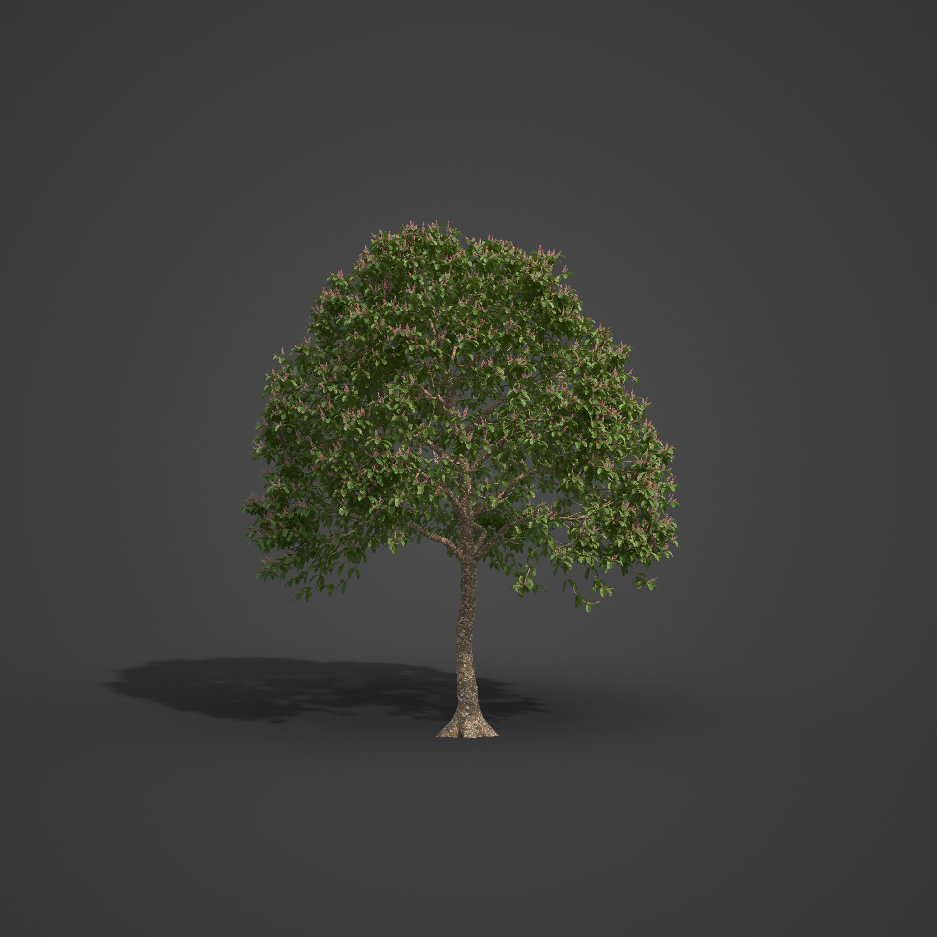 2021 PBR Sterculia Parviflora Collection 3D model_5
