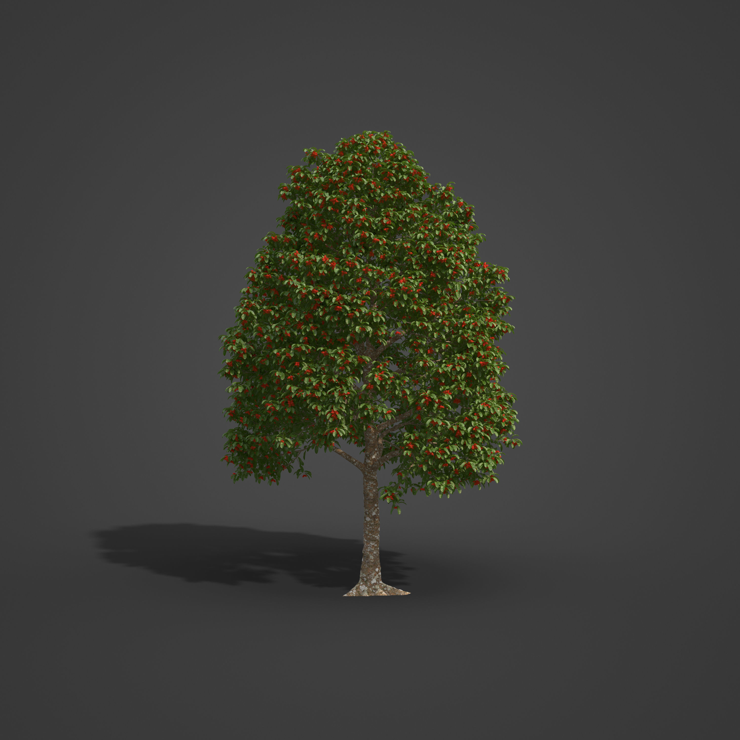 2021 PBR Sterculia Parviflora Collection 3D model_6