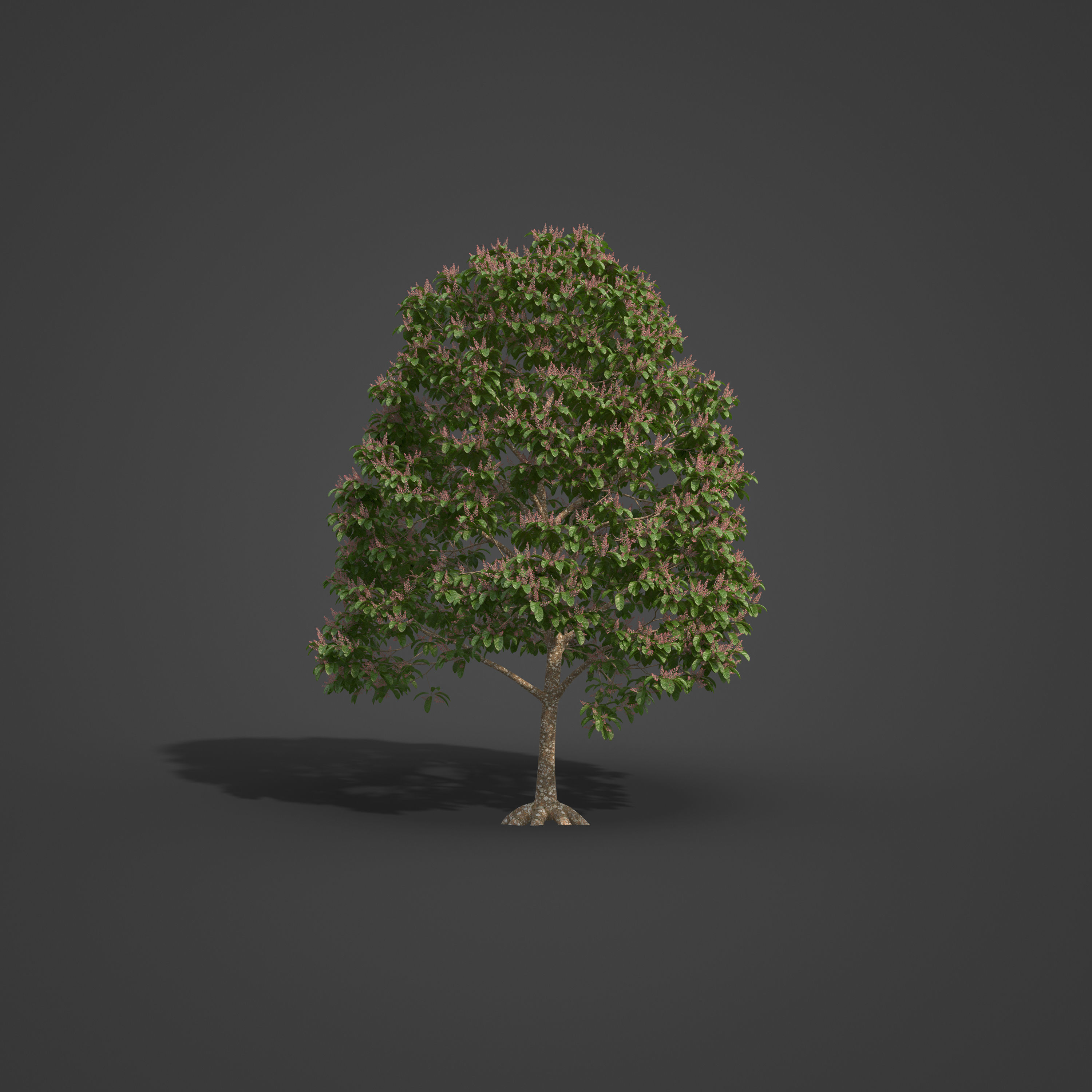 2021 PBR Sterculia Parviflora Collection 3D model_3