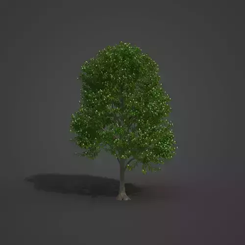 2021 PBR Sea Apple Collection - Syzygium Grande