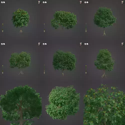 2021 PBR Mahogany Collection - Swietenia Mahagoni  3D model