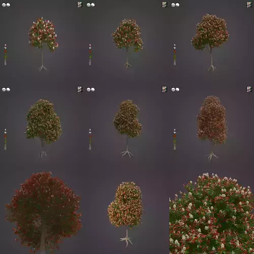 2021 PBR Magenta Lily Pilly Collection - Syzygium Myrtifolium 