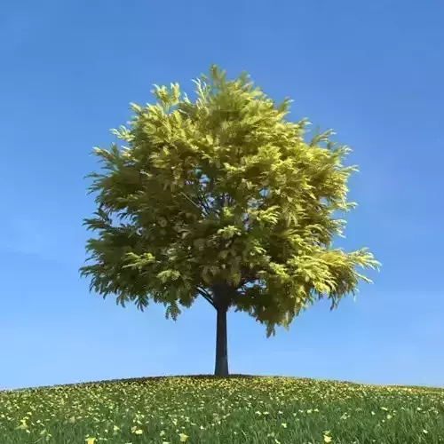 Autumn Oak With Leafs And Grass