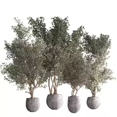 indoorplantset19 four olive trees in pots