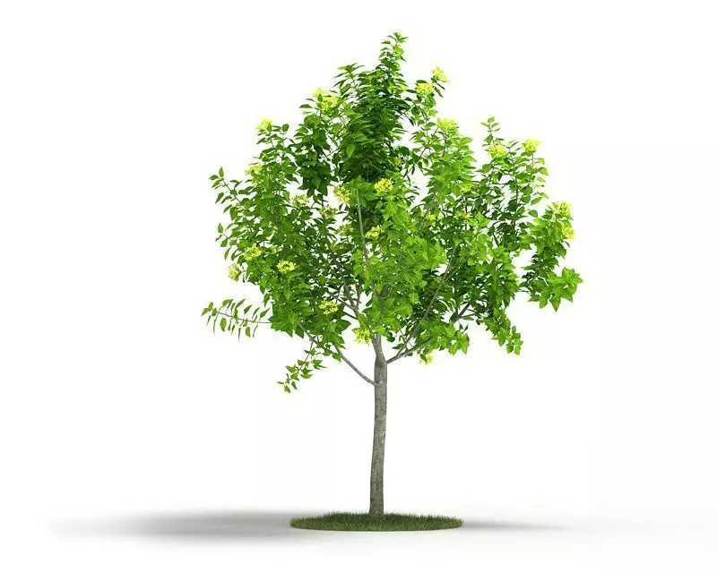 Growing Tree Plant 3D model_0