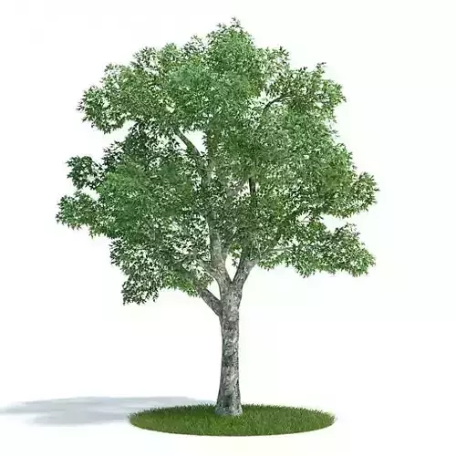 Tall Leafy Green Tree