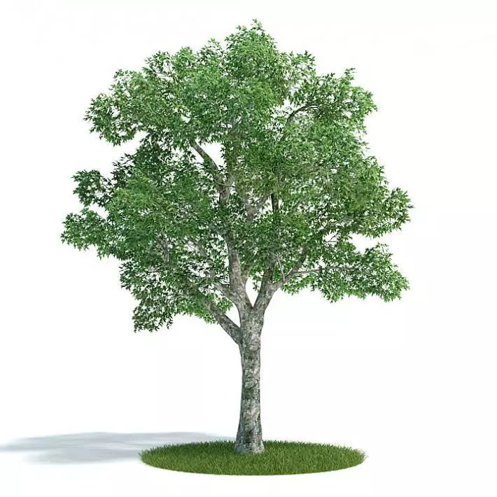 Tall Leafy Green Tree 3D model_0