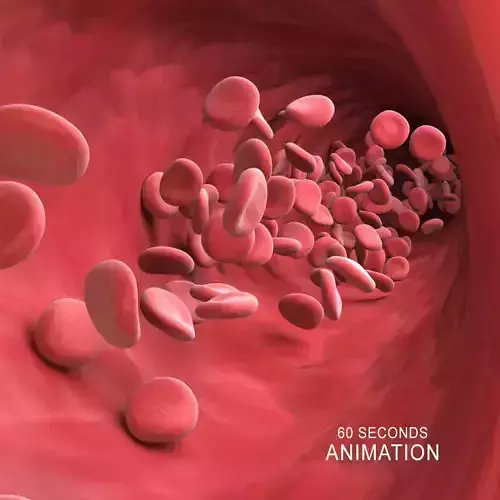 Blood Cells flowing Animation 3D model