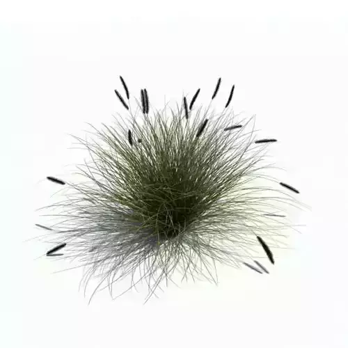 Decorative Stylish Plant