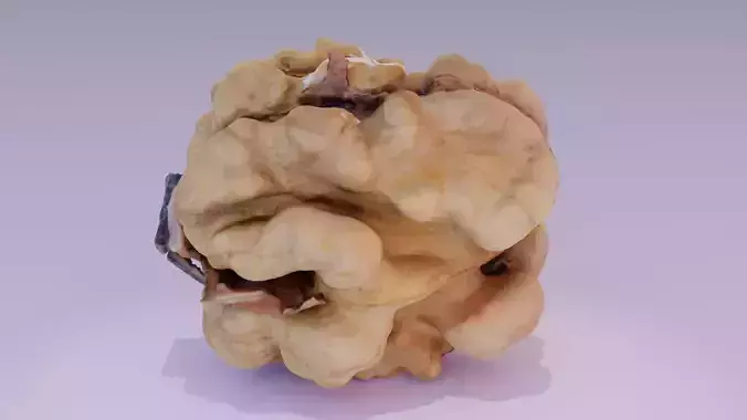 Walnut kernel 01 high-poly