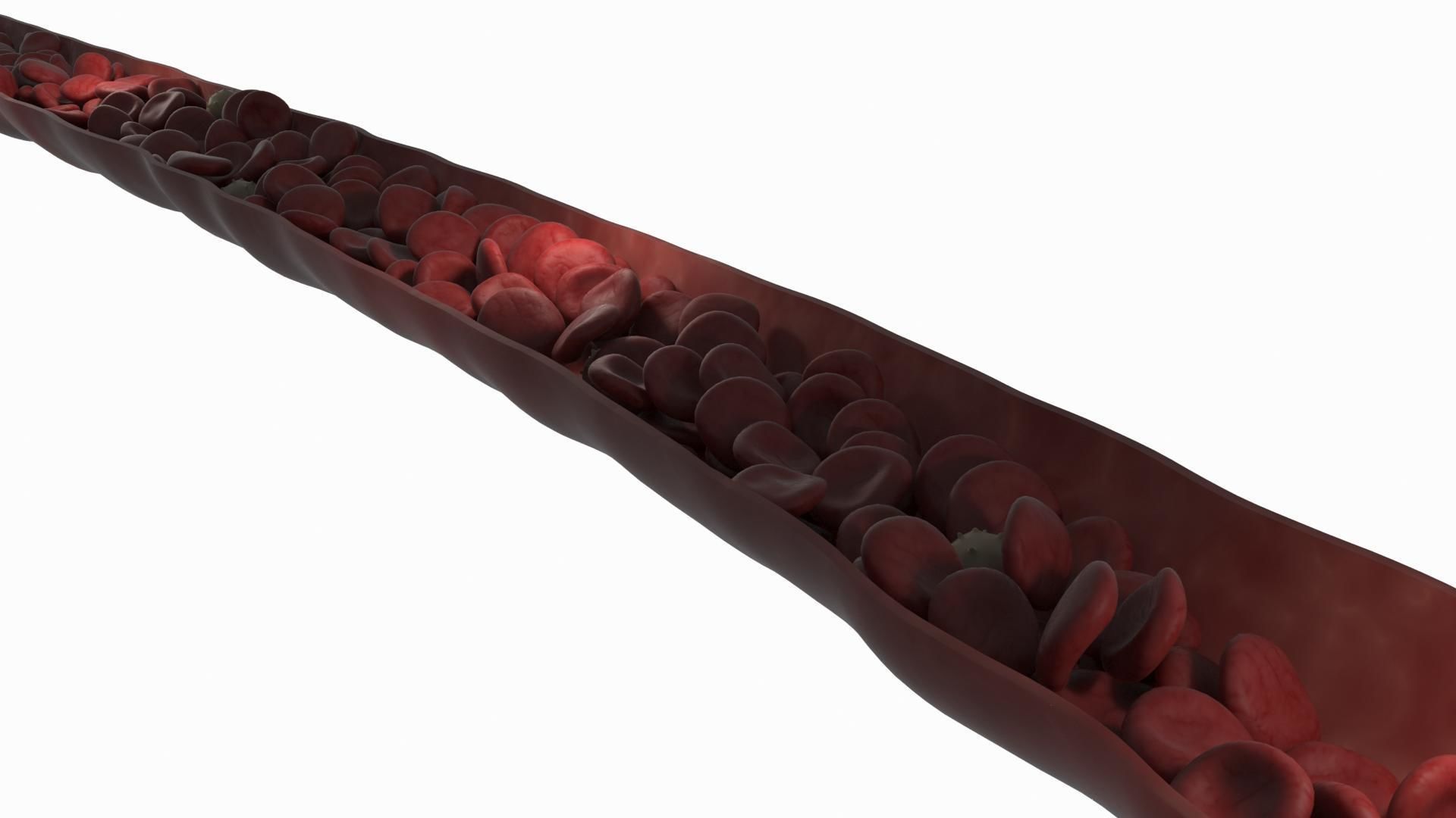 Blood Flow Vessel Heart Beat Pressure Animation 3D model_6