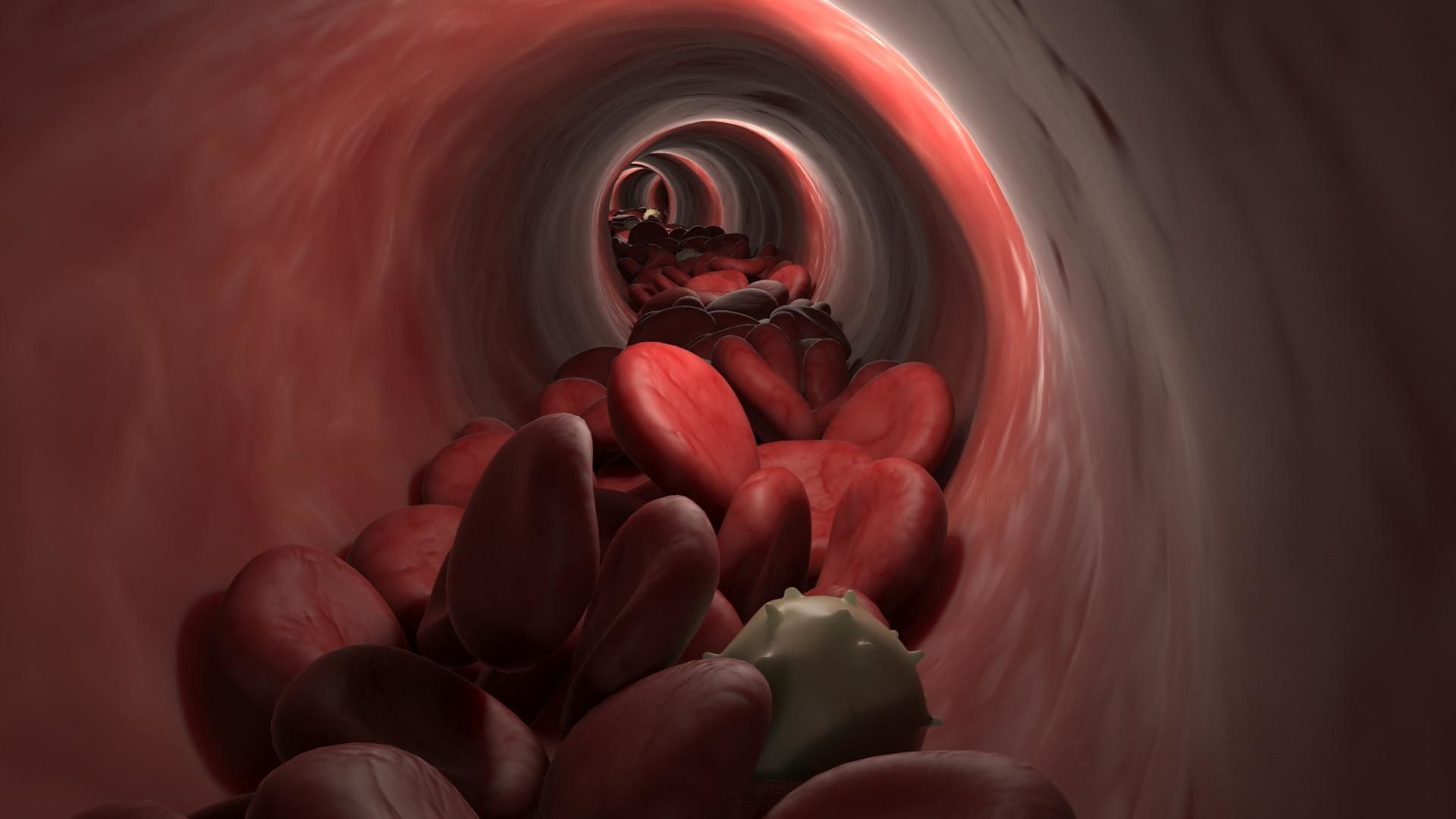 Blood Flow Vessel Heart Beat Pressure Animation 3D model_3