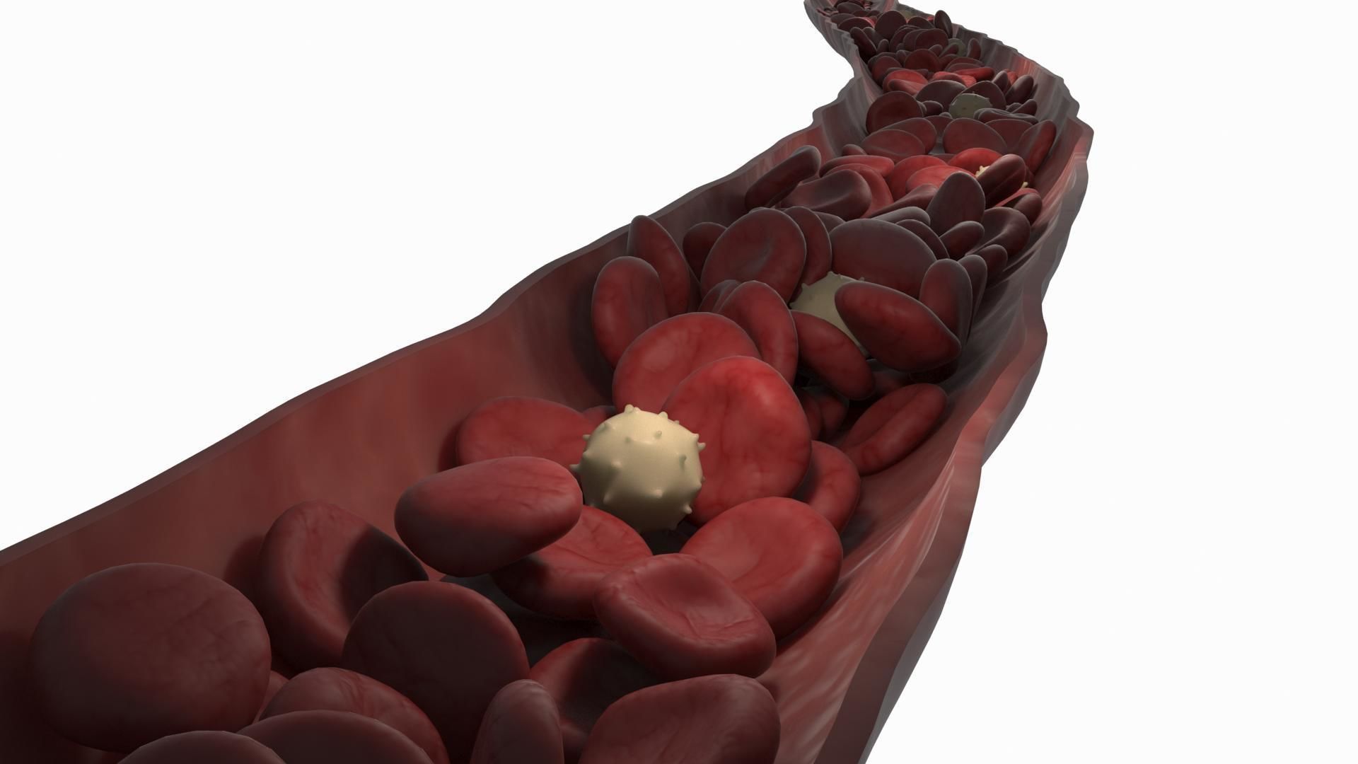 Blood Flow Vessel Heart Beat Pressure Animation 3D model_4