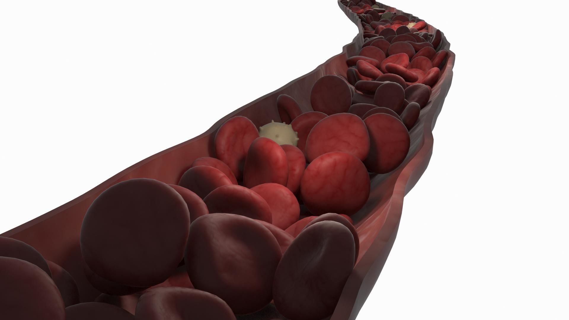 Blood Flow Vessel Heart Beat Pressure Animation 3D model_5