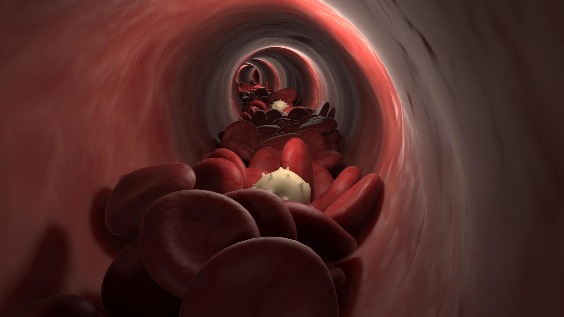 Blood Flow Vessel Heart Beat Pressure Animation 3D model_2
