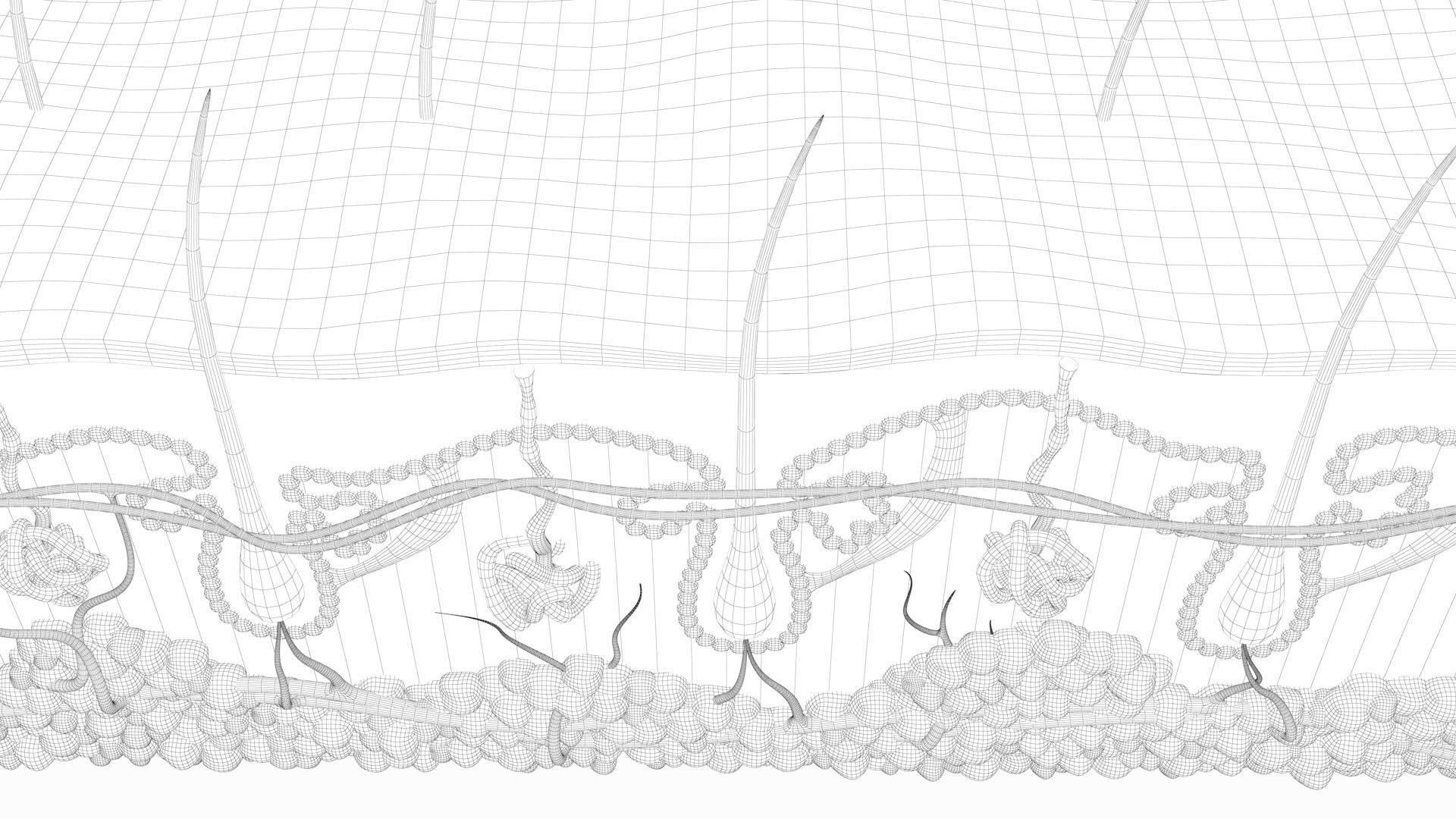 Skin Hairs Cross Section 3D model 3D model_22