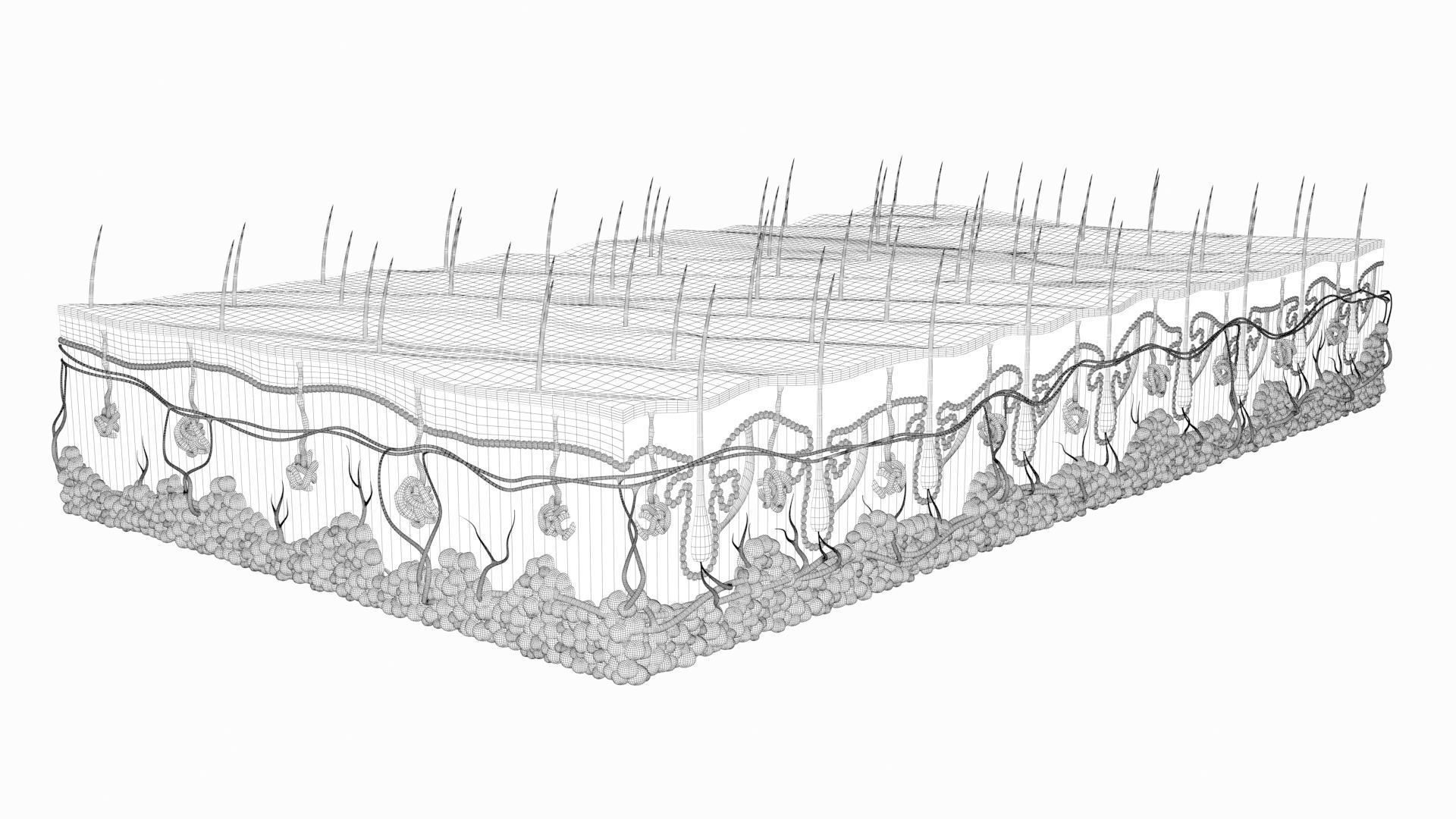 Skin Hairs Cross Section 3D model 3D model_23