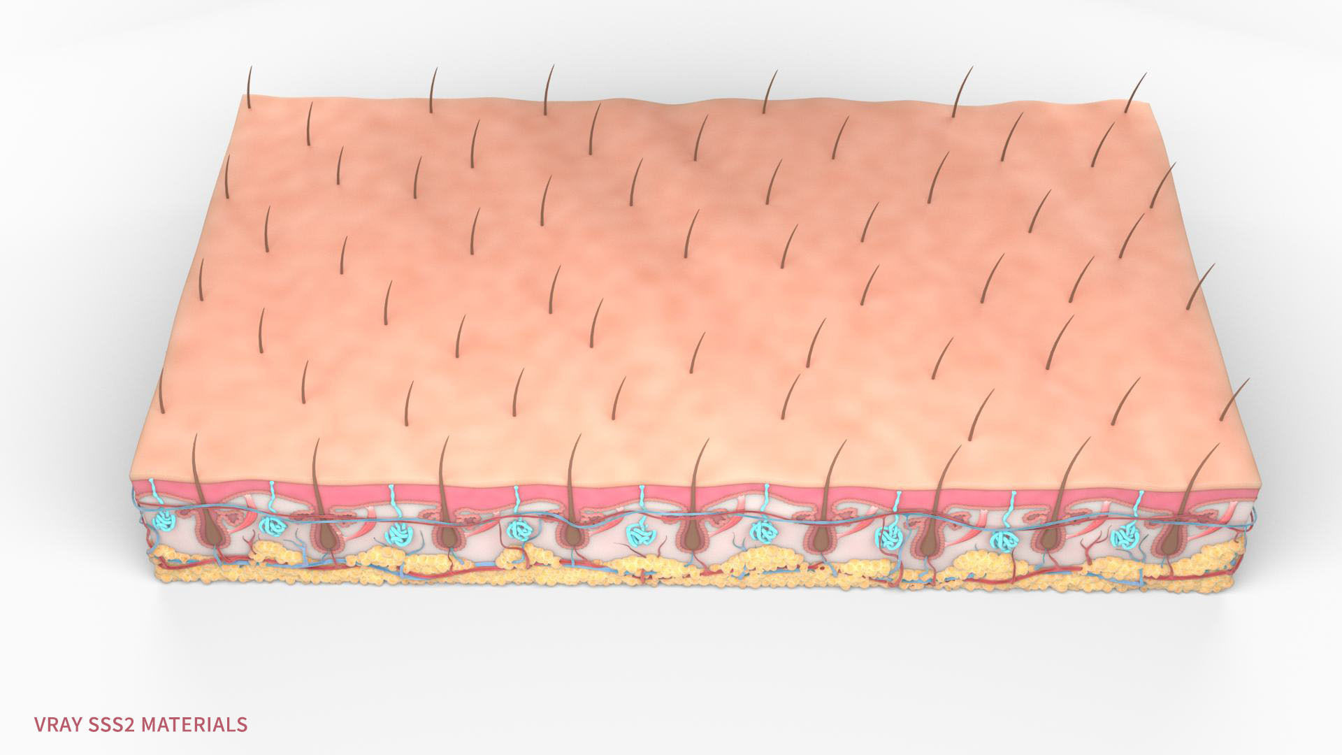 Skin Hairs Cross Section 3D model 3D model_4
