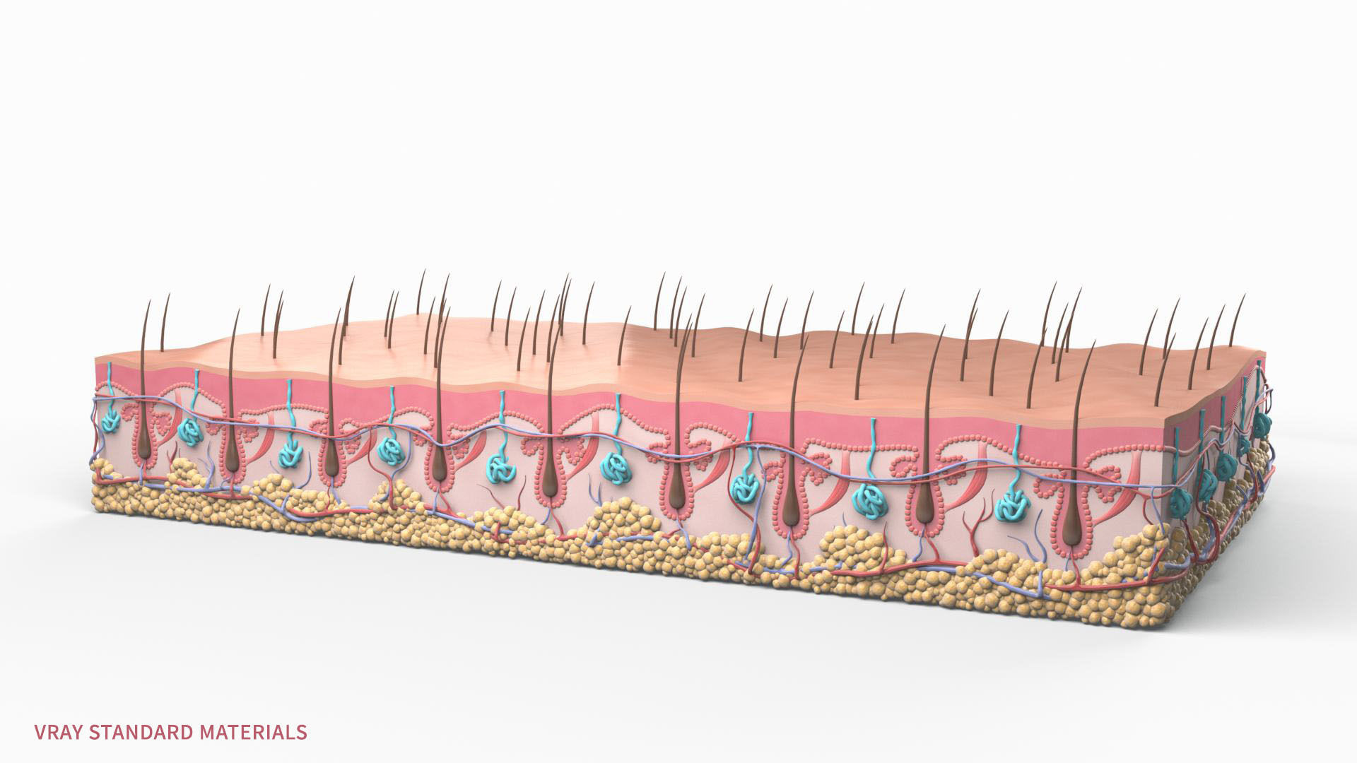 Skin Hairs Cross Section 3D model 3D model_12