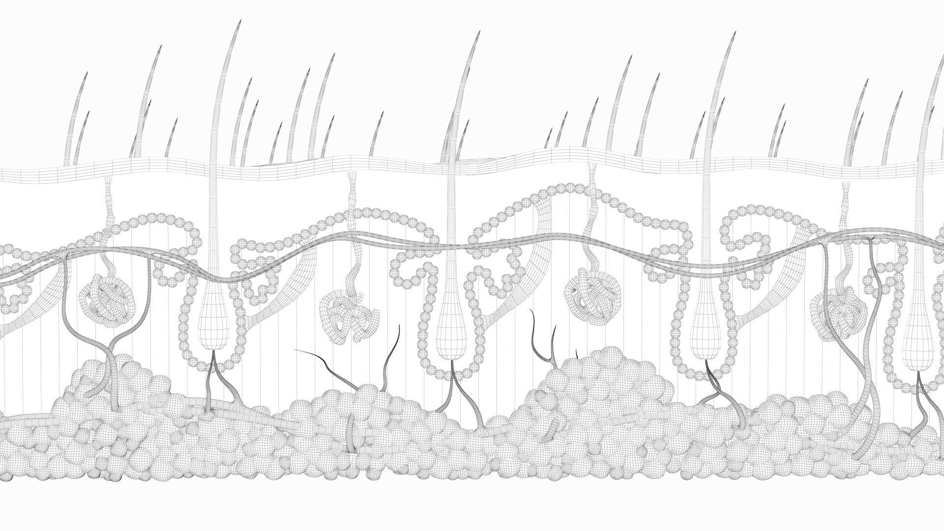 Skin Hairs Cross Section 3D model 3D model_24