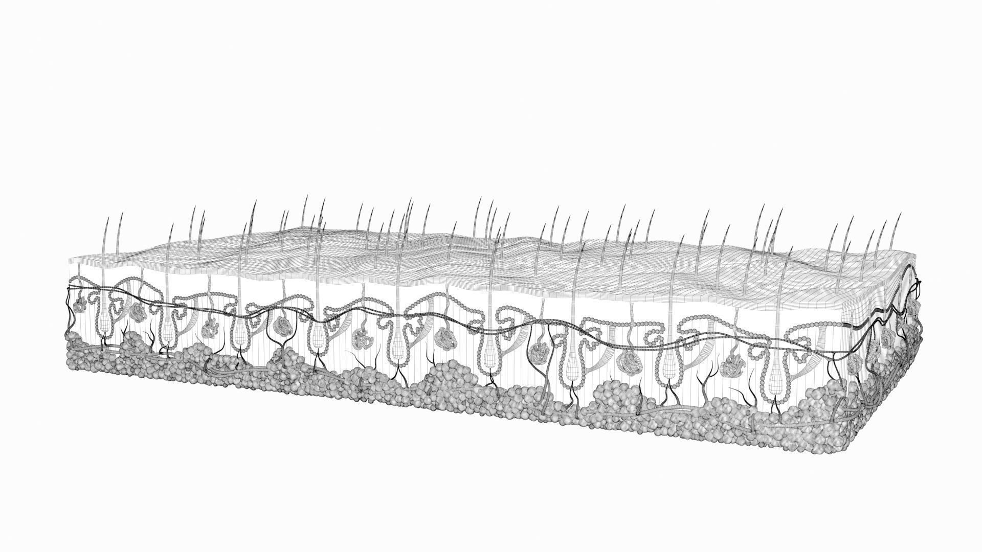 Skin Hairs Cross Section 3D model 3D model_18