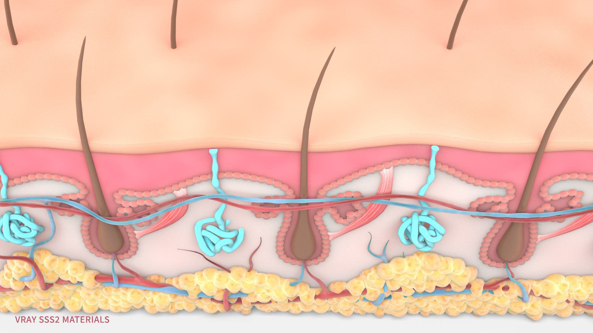 Skin Hairs Cross Section 3D model 3D model_5