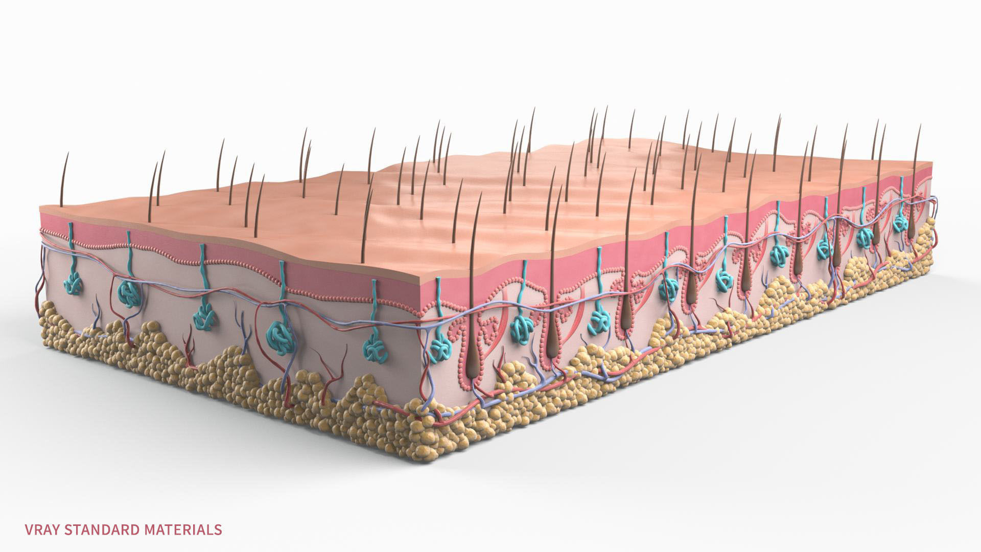 Skin Hairs Cross Section 3D model 3D model_10