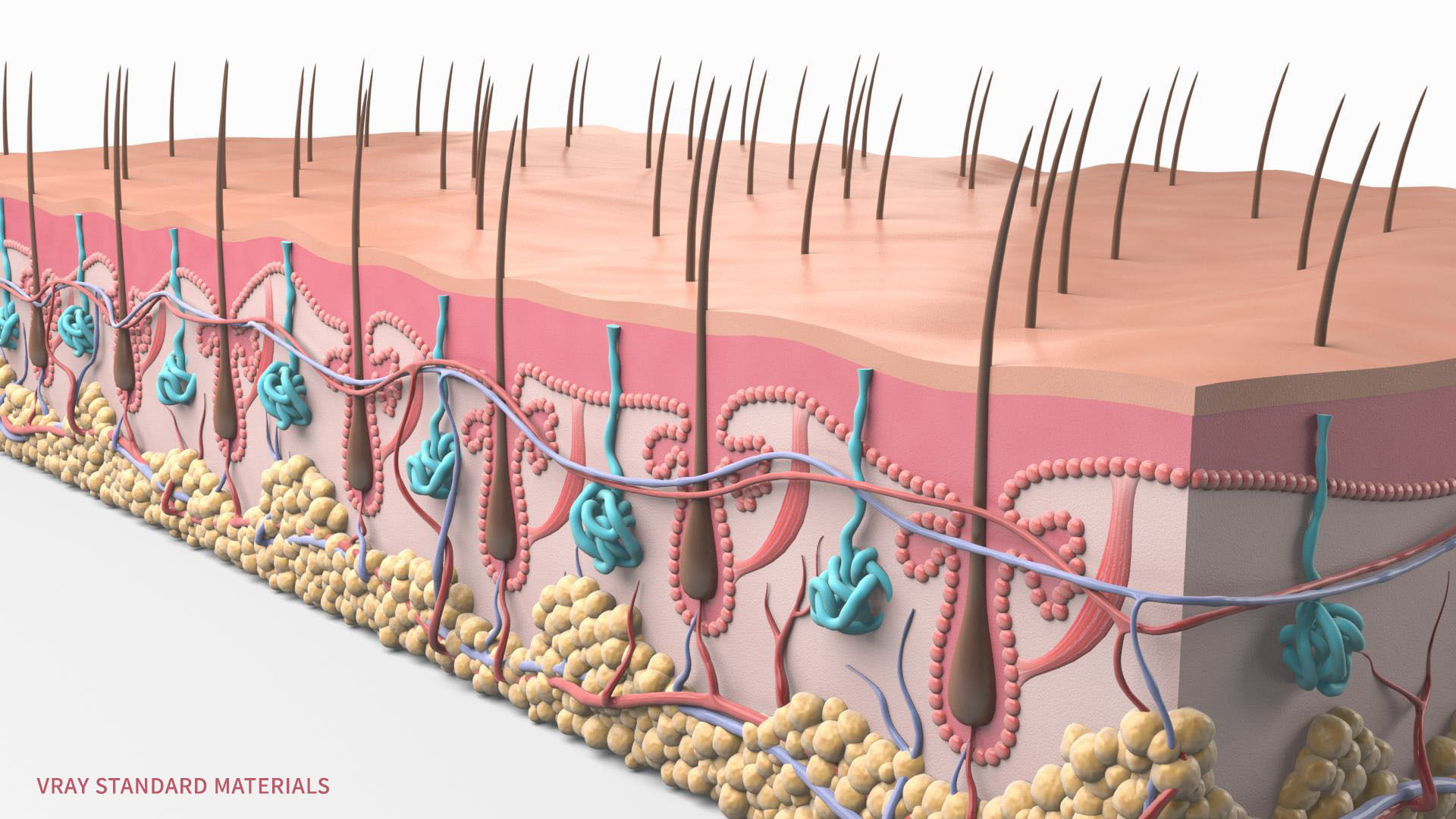 Skin Hairs Cross Section 3D model 3D model_14